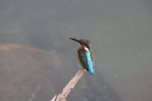 Kingfishers Vagy Alcedinidae Kis Középméretű Család — Stock Fotó