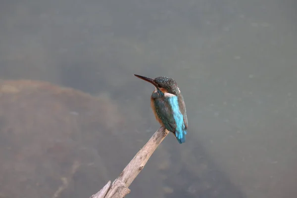 킹피쉬 Kingfishers Alcedinidae 일종으로 크기이다 — 스톡 사진