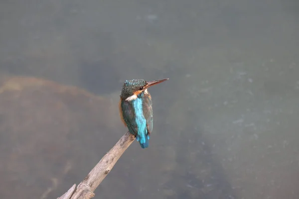 Kingfishers Alcedinidae São Uma Família Pequeno Médio Porte — Fotografia de Stock