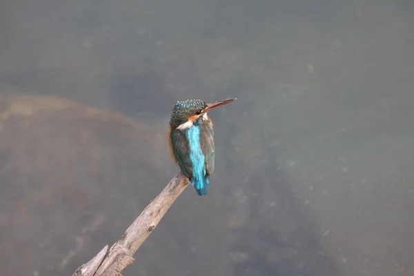 Kingfishers Alcedinidae Семейство Малых Средних Размеров — стоковое фото