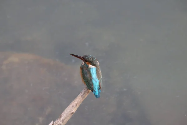 Kingfishers Alcedinidae Семейство Малых Средних Размеров — стоковое фото