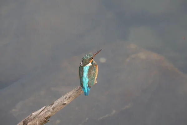 Kingfishers Alcedinidae Семейство Малых Средних Размеров — стоковое фото