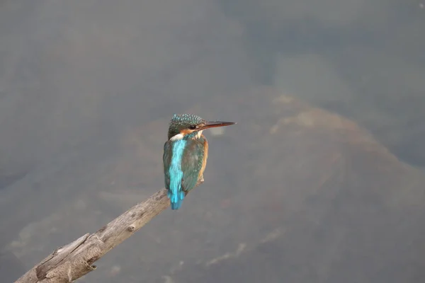 Kingfishers Vagy Alcedinidae Kis Középméretű Család — Stock Fotó