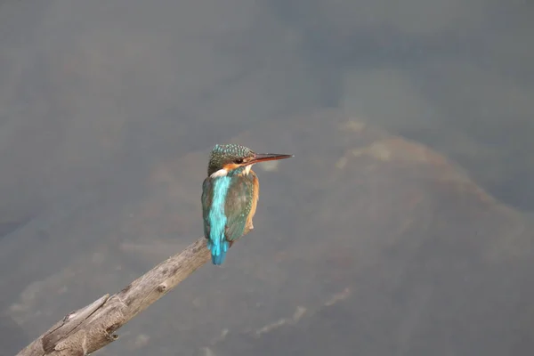 Martin Pêcheur Alcedinidae Est Une Famille — Photo