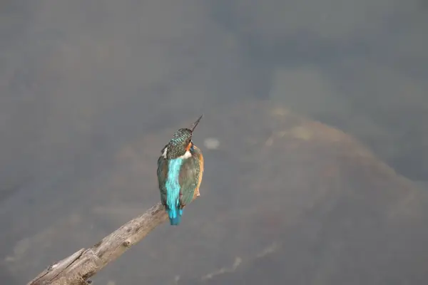 킹피쉬 Kingfishers Alcedinidae 일종으로 크기이다 — 스톡 사진