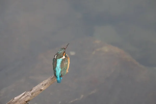 킹피쉬 Kingfishers Alcedinidae 일종으로 크기이다 — 스톡 사진