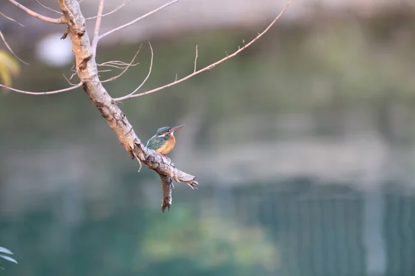 Королівські Рибки Або Alcedinidae Родина Невеликих Або Середніх Розмірів — стокове фото