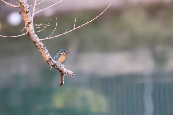 Kingfishers Alcedinidae São Uma Família Pequeno Médio Porte — Fotografia de Stock