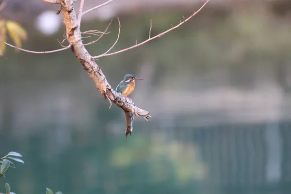 Kingfishers Alcedinidae São Uma Família Pequeno Médio Porte — Fotografia de Stock