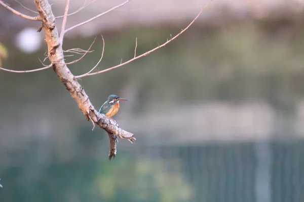 Kingfishers Alcedinidae São Uma Família Pequeno Médio Porte — Fotografia de Stock