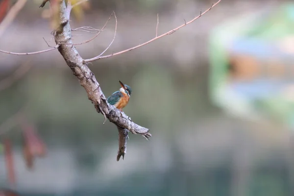 Kingfishers Alcedinidae São Uma Família Pequeno Médio Porte — Fotografia de Stock