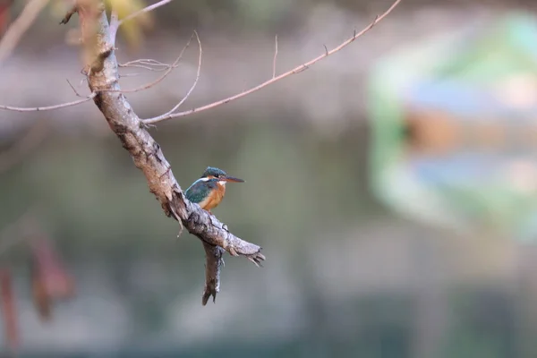 Kingfishers Alcedinidae São Uma Família Pequeno Médio Porte — Fotografia de Stock