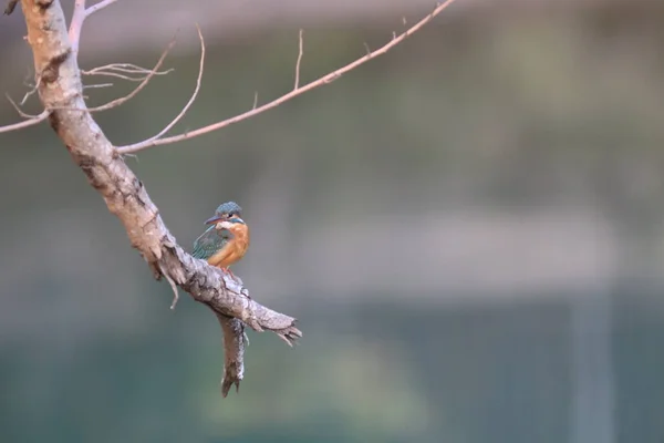 Martin Pêcheur Alcedinidae Est Une Famille — Photo