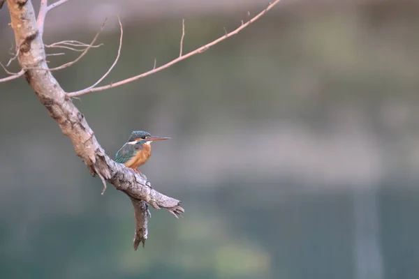 Kingfishers Alcedinidae São Uma Família Pequeno Médio Porte — Fotografia de Stock