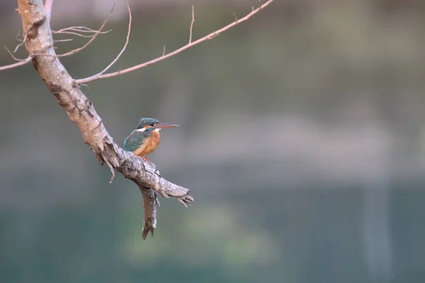 Kingfishers Nebo Alcedinidae Jsou Čeledí Malých Středně Velkých — Stock fotografie