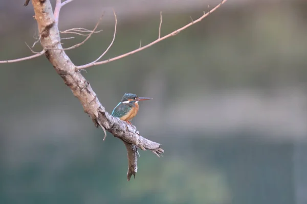 Kingfishers Alcedinidae São Uma Família Pequeno Médio Porte — Fotografia de Stock