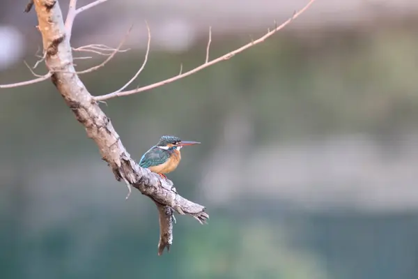 Een Kingfishers Alcedinidae Een Familie Van Kleine Tot Middelgrote Vogels — Stockfoto