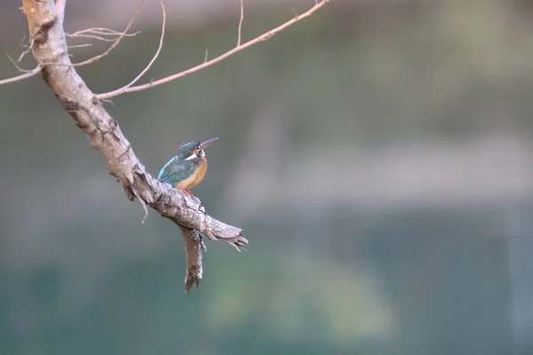 킹피쉬 Kingfishers Alcedinidae 일종으로 크기이다 — 스톡 사진