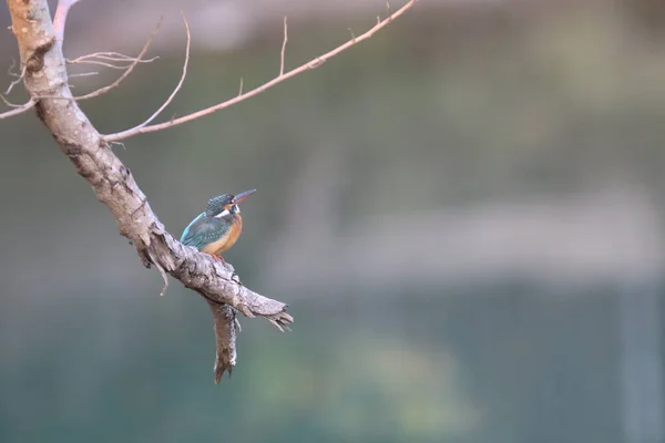カワセミ Kingfishers またはアルケディニダエ Alcedinidae Alcedinidae — ストック写真