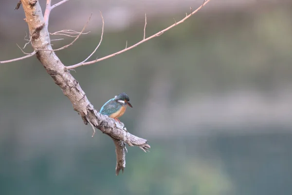 Een Kingfishers Alcedinidae Een Familie Van Kleine Tot Middelgrote Vogels — Stockfoto