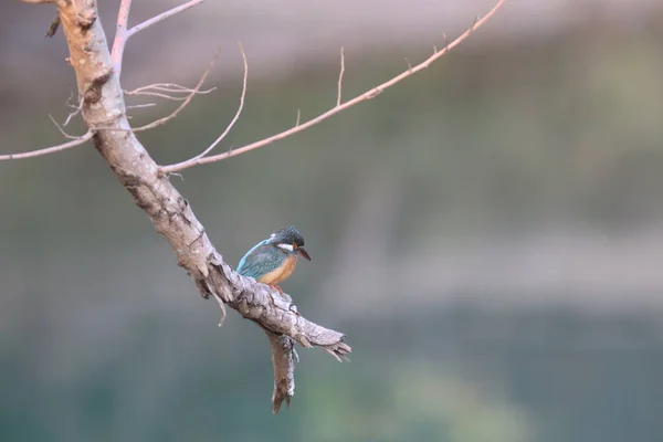 Kingfishers Alcedinidae Семейство Малых Средних Размеров — стоковое фото