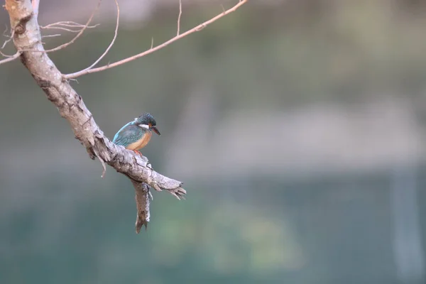 Kingfishers Vagy Alcedinidae Kis Középméretű Család — Stock Fotó