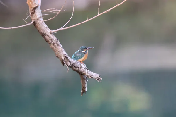 Kingfishers Alcedinidae Семейство Малых Средних Размеров — стоковое фото