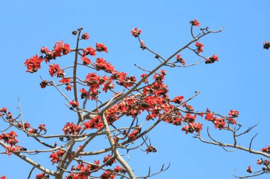 Bir İpek Pamuk Bombax ceiba Semal Tree Blooming.