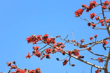 Bir İpek Pamuk Bombax ceiba Semal Tree Blooming.
