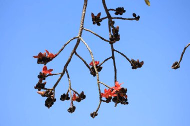 Bir İpek Pamuk Bombax ceiba Semal Tree Blooming.