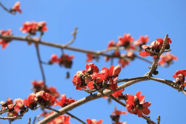 Çiçek açması itx ceiba ağacı veya kırmızı ipek pamuk çiçek şube