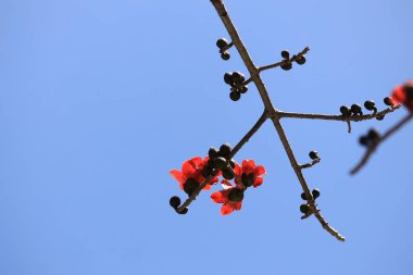 Çiçek açması itx ceiba ağacı veya kırmızı ipek pamuk çiçek şube