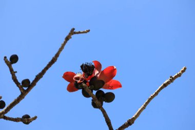 Çiçek açması itx ceiba ağacı veya kırmızı ipek pamuk çiçek şube