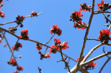 Çiçek açması itx ceiba ağacı veya kırmızı ipek pamuk çiçek şube