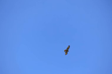 Gökyüzündeki kartal. Uçuş mavi ile izole edildi.