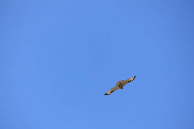 Gökyüzündeki kartal. Uçuş mavi ile izole edildi.