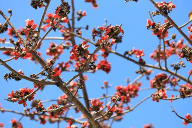 Çiçek açması itx ceiba ağacı veya kırmızı ipek pamuk çiçek şube