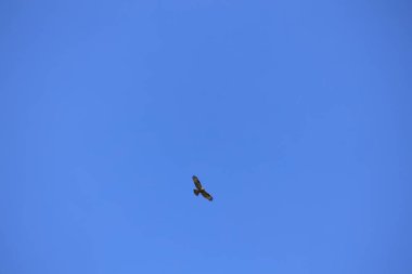 Gökyüzündeki kartal. Uçuş mavi ile izole edildi.