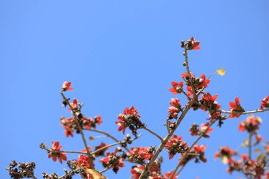 Çiçek açması itx ceiba ağacı veya kırmızı ipek pamuk çiçek şube