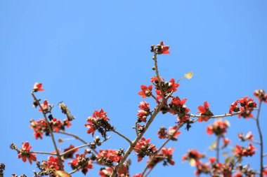 Çiçek açması itx ceiba ağacı veya kırmızı ipek pamuk çiçek şube