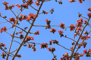 Çiçek açması itx ceiba ağacı veya kırmızı ipek pamuk çiçek şube