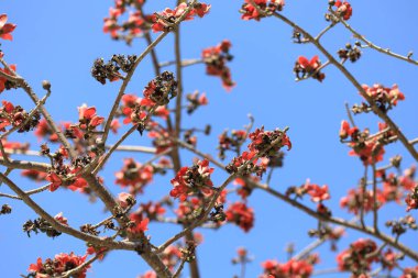 Çiçek açması itx ceiba ağacı veya kırmızı ipek pamuk çiçek şube