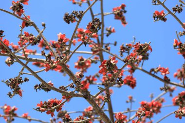 Çiçek açması itx ceiba ağacı veya kırmızı ipek pamuk çiçek şube