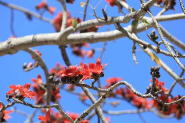 Çiçek açması itx ceiba ağacı veya kırmızı ipek pamuk çiçek şube