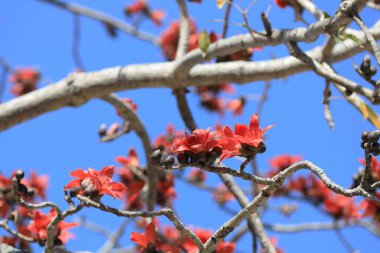 Çiçek açması itx ceiba ağacı veya kırmızı ipek pamuk çiçek şube