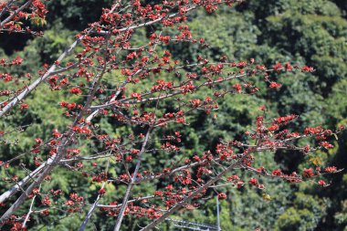 Çiçek açması itx ceiba ağacı veya kırmızı ipek pamuk çiçek şube