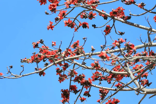 Een Zijden Katoen Bombax Ceiba Semal Boom Bloeien — Stockfoto