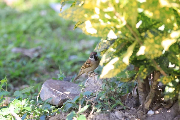 Der Kleine Sperling Auf Dem Grauen Pfad Park — Stockfoto