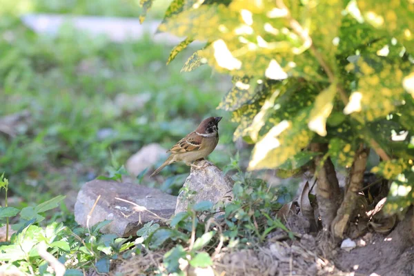 Der Kleine Sperling Auf Dem Grauen Pfad Park — Stockfoto