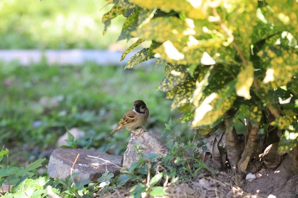 Der Kleine Sperling Auf Dem Grauen Pfad Park — Stockfoto